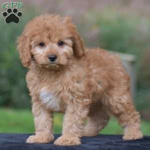 Jax, Cavapoo Puppy
